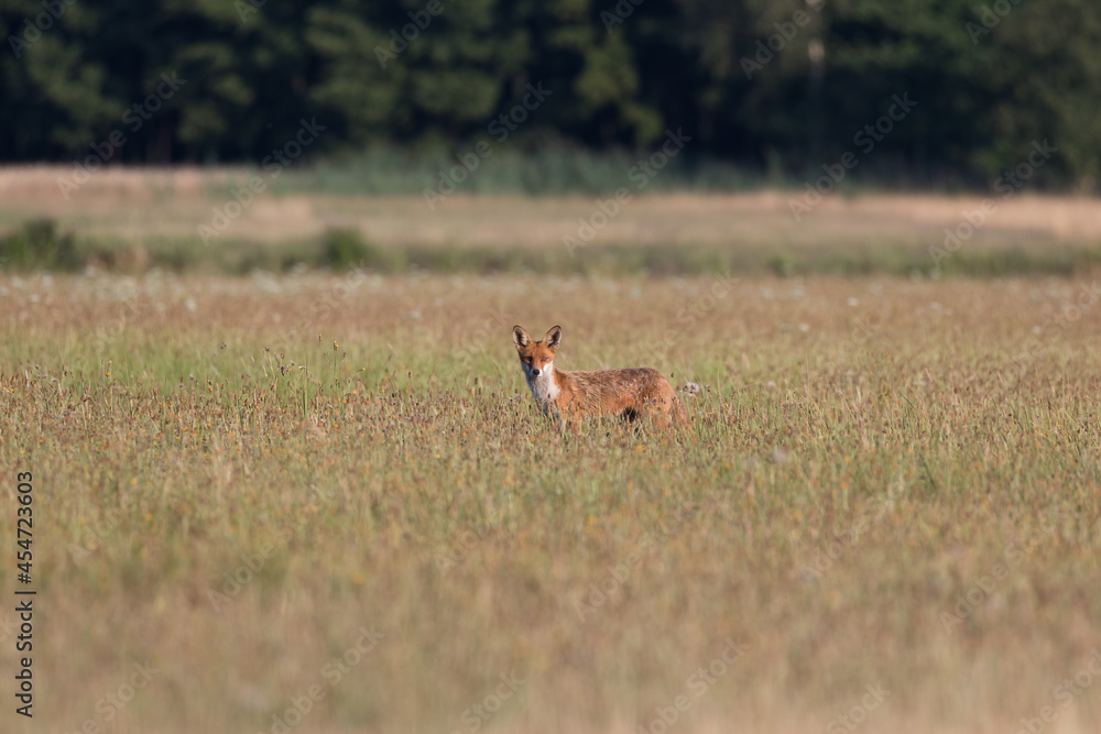 Red fox Vulpes vulpes in the meadow in search of food - the natural habitat of the fox - rural landscape, natural meadow, red predator Red fox Vulpes vulpes in the meadow in search of food - the natural habitat of the fox - rural landscape, natural meadow, red predator