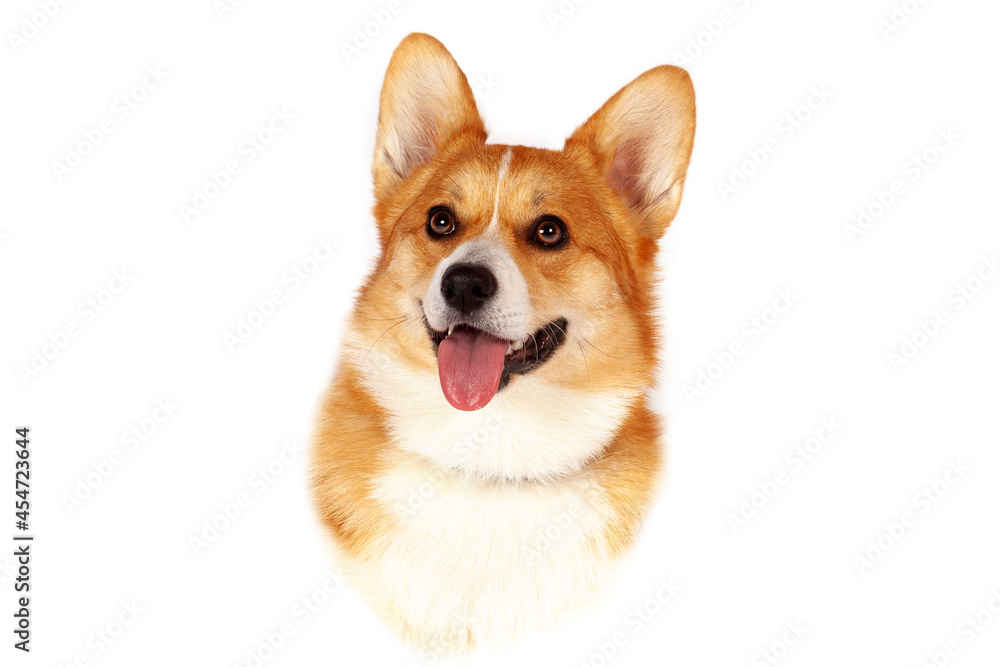 Isolated close-up portrait of Welsh Corgi Pembroke breed dog of red and white color on empty background. Smiling face expression, tongue out, smart purebred pet with attentive look, waiting for treats
