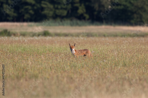 Fototapeta Naklejka Na Ścianę i Meble -  Red fox Vulpes vulpes in the meadow in search of food - the natural habitat of the fox - rural landscape, natural meadow, red predator