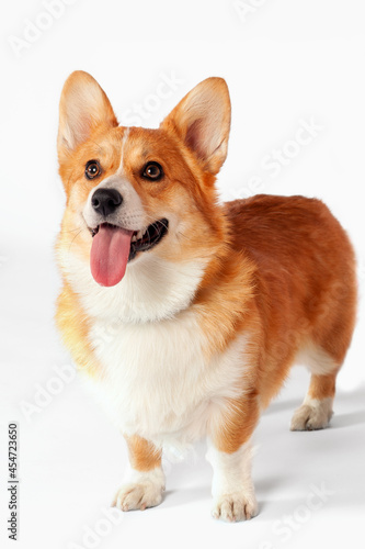 Cute Welsh Corgi Pembroke dog standing on empty background, looking up. Ginger and white color, adorable eyes and face expression, licking with tongue out, waiting for treats or food. Copy space. © Elena