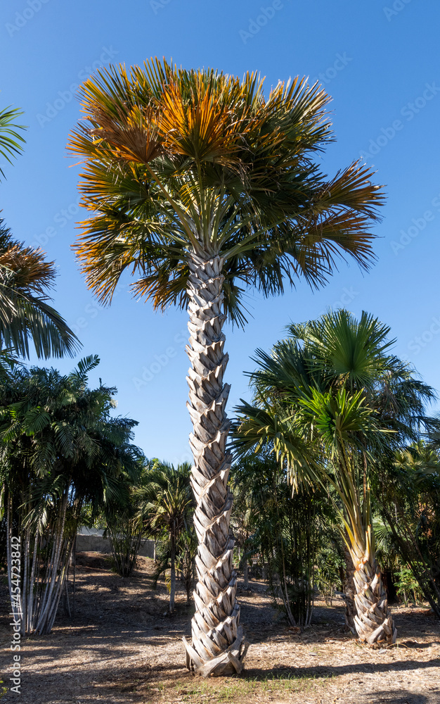 Sabal palmetto also known as cabbage palm, cabbage palmetto, sabal palm