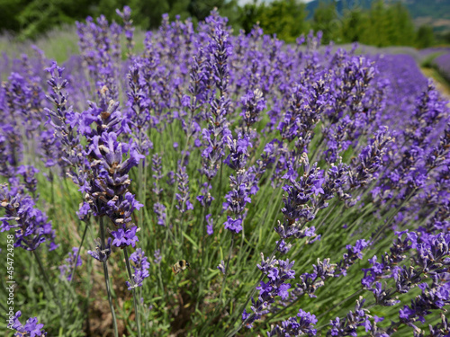 bellissimi campi di lavanda fiorita