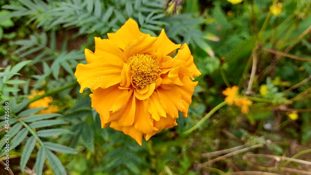 yellow flower yellow flower