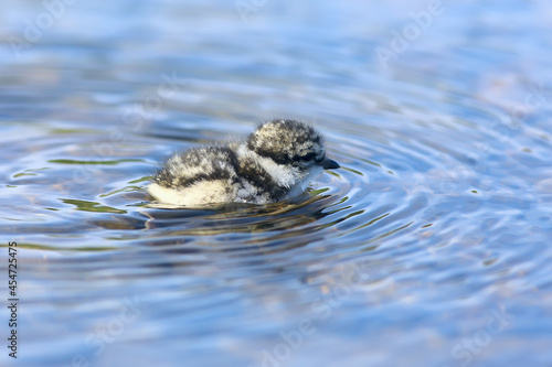 little cute chick / little gull in the wild, beautiful chick in the wild