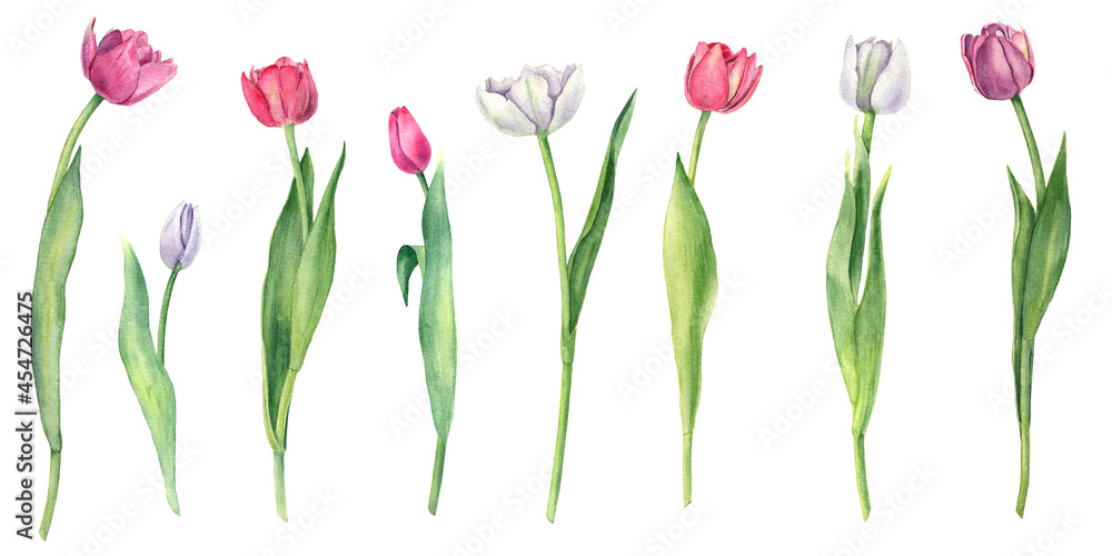 Set of spring lovely flowers, pink and purple tulips with green leaves isolated on white background. Botanical watercolor flower illustration. Collection of blooming flowers.