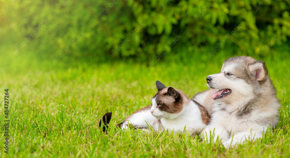Playful Alaskan malamute puppy lying with Siamese kitten on green summer grass. Pets look away on empty space