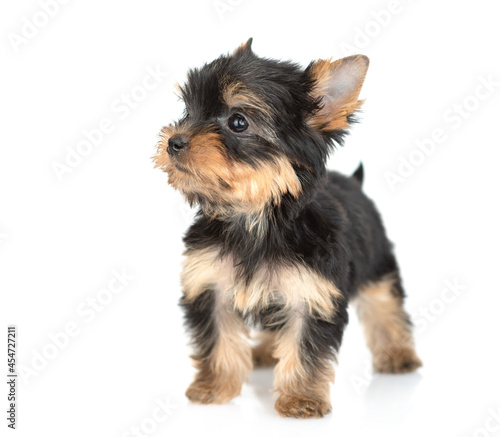 Tiny Yorkshire Terrier puppy stands in front view and looks away and up. Isolated on white background