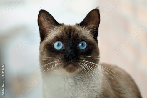 Fototapeta Portrait cat with blue eyes, siamese cat