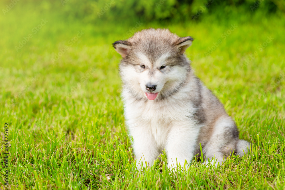 Alaskan malamute puppy sits on green summer grass. Empty space for text