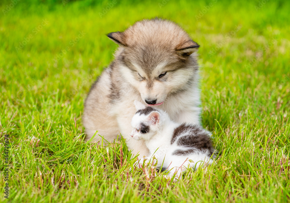 Playful Alalskan malamute puppy sniffs tiny kitten on green summer grass