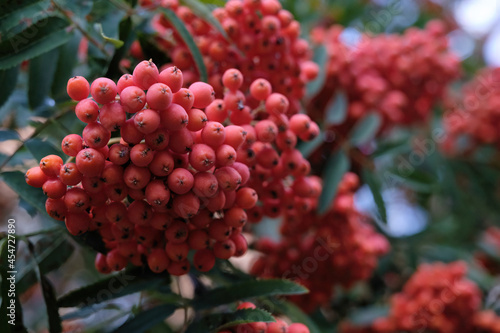 red berries of rowanberry with fresh green leaves in the autumn garden