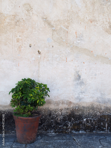Plant in front of a wall in Antigua, Guatemala
