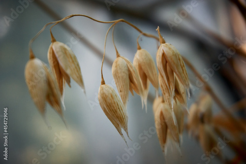 Golden yellow oats in near plan