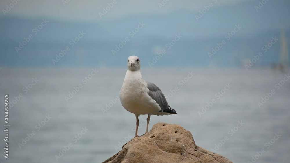 Close up view of European herring gull (Larus argentatus) standing on rock. Wildlife at the sea. Bird watching. Seagull with grey feather. Blurred water background. Static shot, real time Close up view of European herring gull (Larus argentatus) standing on rock. Wildlife at the sea. Bird watching. Seagull with grey feather. Blurred water background. Static shot, real time