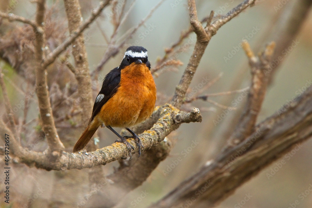Moussier's Redstart (Phoenicurus moussieri), male perched in a bush, near Agadir, Morocco. Moussier's Redstart (Phoenicurus moussieri), male perched in a bush, near Agadir, Morocco.