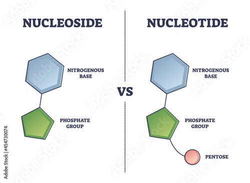 Nucleoside vs Nucleotide compound differences comparison outline diagram. Educational labeled pyrimidine base link to sugar example with nitrogenous, phosphate group and pentose vector illustration.