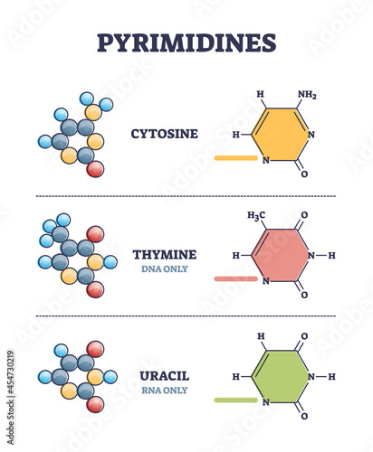 Pyrimidines as cytosine, thymine and uracil organic compound examples in outline diagram. Collection with three models and labeled structured bonds vector illustration. Educational biochemistry set.