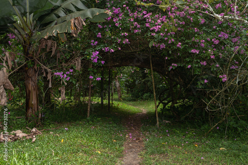 flowers in the forest