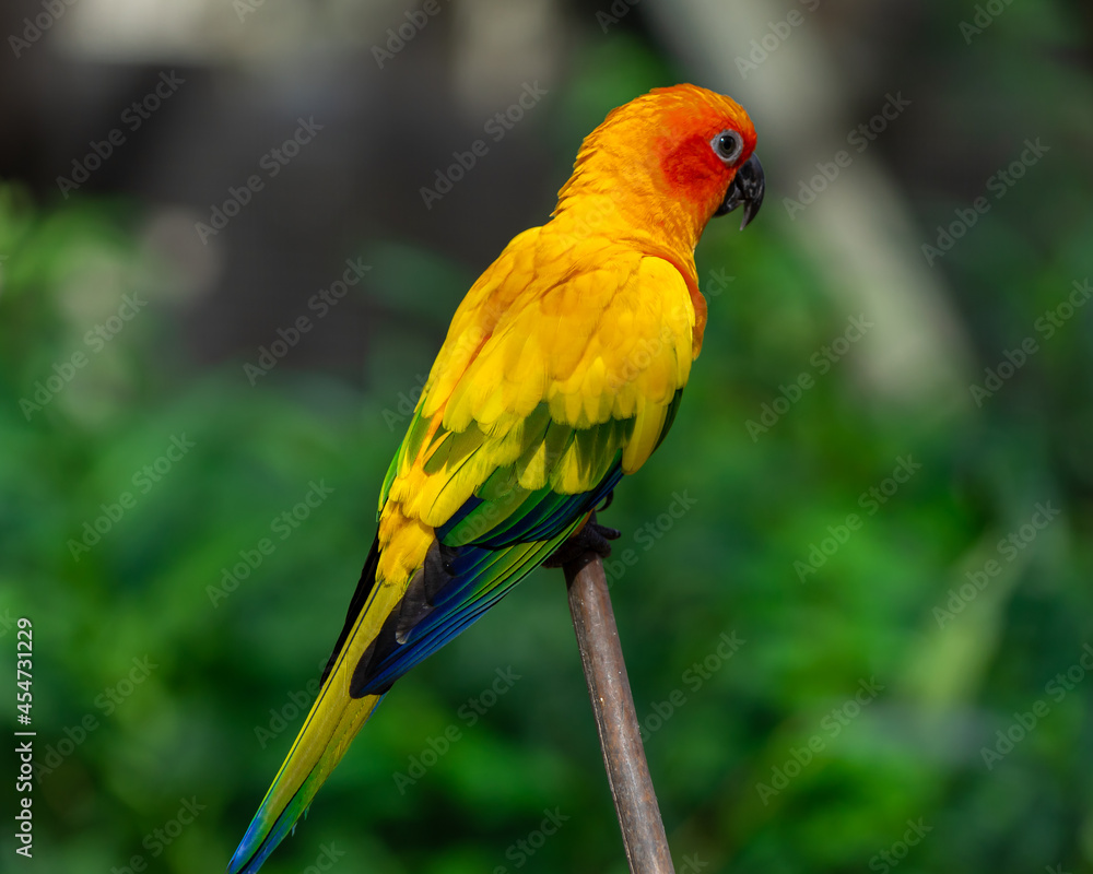 Sun conjure parrot with selective focus background and copy space 