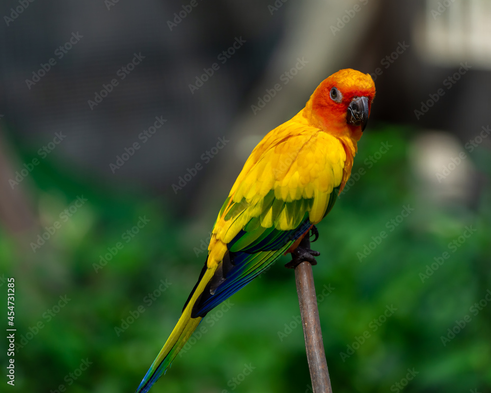 Sun conjure parrot with selective focus background and copy space 