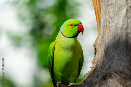 Indian Ringneck Parakeet with selective focus background and copy space  photo