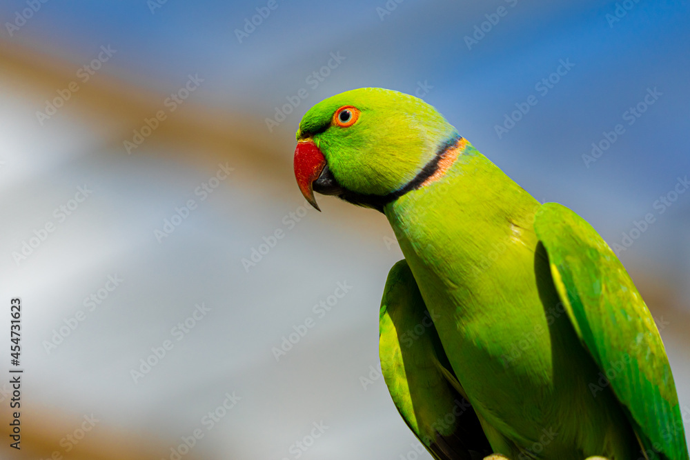 Naklejka premium Indian Ringneck Parakeet with selective focus background and copy space 