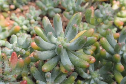 Sedum Pachyphyllum, silver-green succulent with short, thick leaves. Common names include Jelly Beans and Many Fingers.