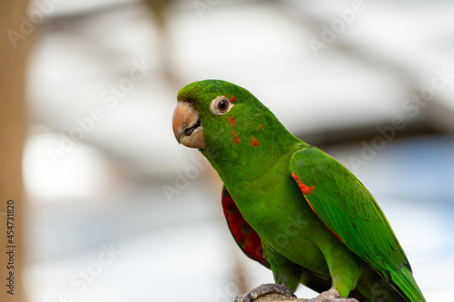 mitre parakeet with selective focus background and copy space  photo