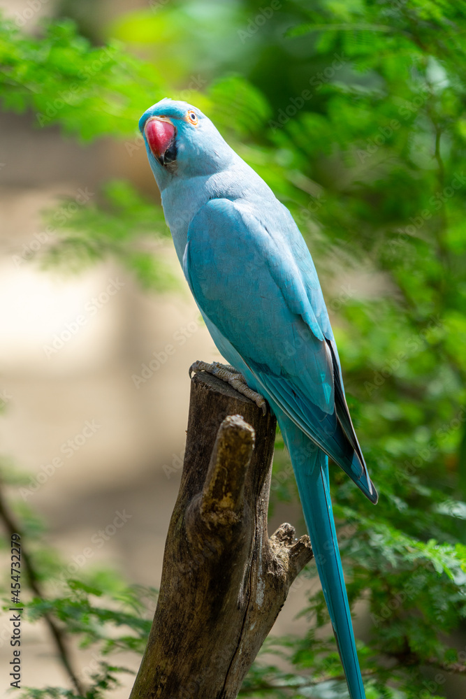 Obraz premium Indian Ringneck Parakeet with selective focus background and copy space 