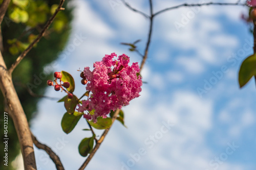 Lagerstromia or Indian lilac in bloom. Bright sunny day. Great background for the site. photo