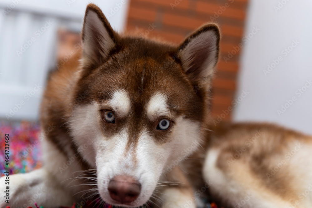 Cute little husky puppy lie on floor with green eyes Cute little husky puppy lie on floor with green eyes