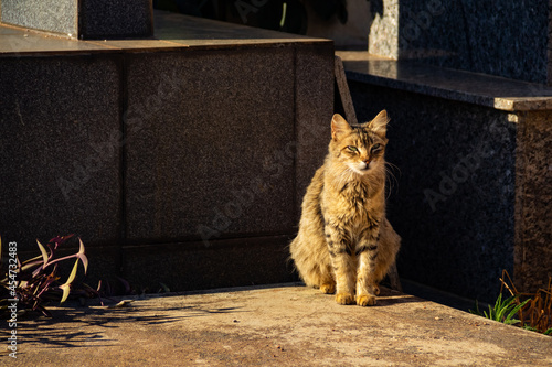 Gato abandonado em um cemitério na cidade de Goiânia. photo