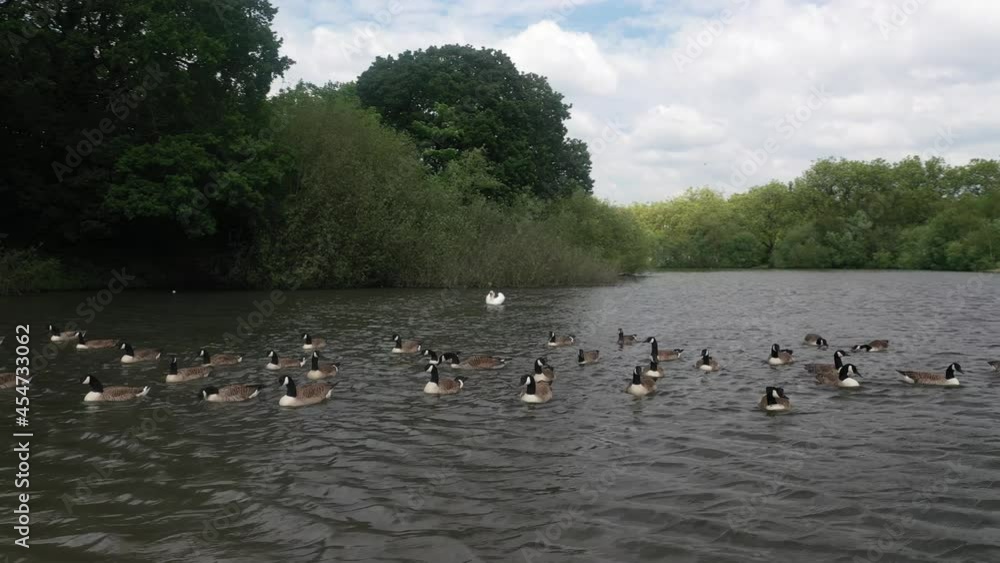 Flock of wild ducks, waterbirds floating on water surface in park Flock of wild ducks, waterbirds floating on water surface in park
