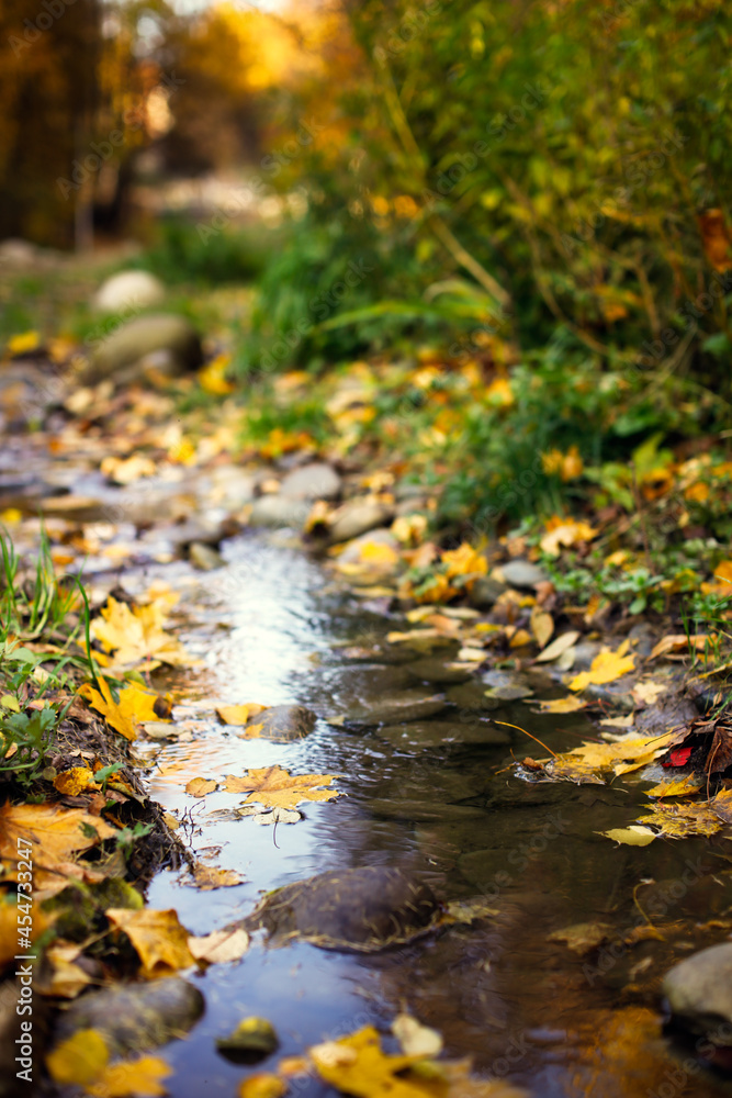 Autumn background. A stream among stones and yellow leaves. Golden foliage in autumn park Autumn background. A stream among stones and yellow leaves. Golden foliage in autumn park