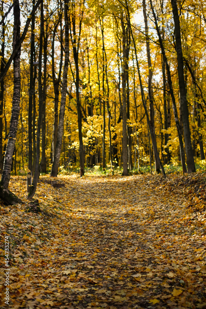 Autumn background. Trail paths in forest city park Golden foliage in autumn park Autumn background. Trail paths in forest city park Golden foliage in autumn park