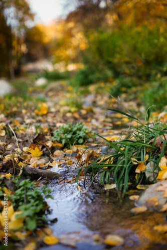 Autumn background. A stream among stones and yellow leaves. Golden foliage in autumn park