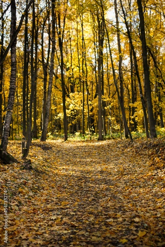 Autumn background. Trail paths in forest city park Golden foliage in autumn park