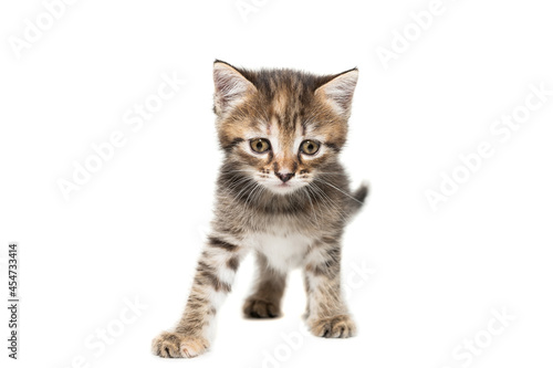 Gray kitten isolated on a white background..