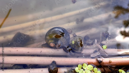 Lymnaea stagnalis on the pond top view photo