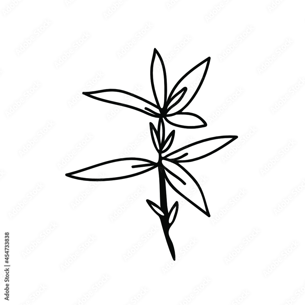 One Vector Botanical Illustration Branch Plant with black line on white background.Floral,Summer hand drawn doodle style picture.Designs for packaging,social media,web,cards, posters,invitations. One Vector Botanical Illustration Branch Plant with black line on white background.Floral,Summer hand drawn doodle style picture.Designs for packaging,social media,web,cards, posters,invitations.