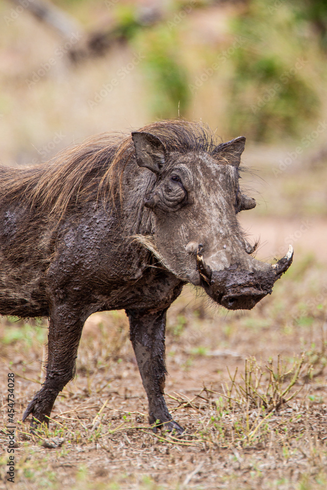 Male Warthog walking through the long grass in the Kruger National, South Africa Male Warthog walking through the long grass in the Kruger National, South Africa