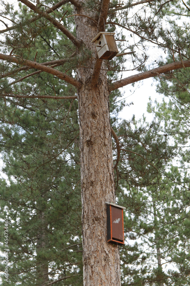 Fototapeta premium Nest box or shelter boxes for birds and bats placed in a Scots pine (Pinus sylvestris) near the city of Leon, Spain