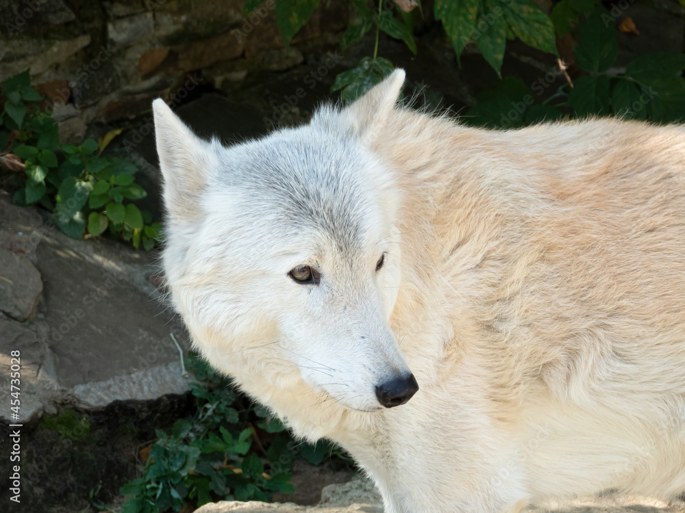 White Tundra wolf. Canis lupus albus, close-up