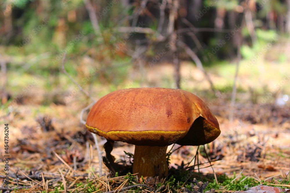 large boletus with a broken cap large boletus with a broken cap