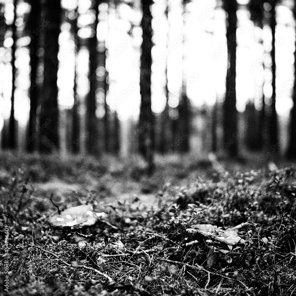 Obraz premium Mushroom in a pine forest