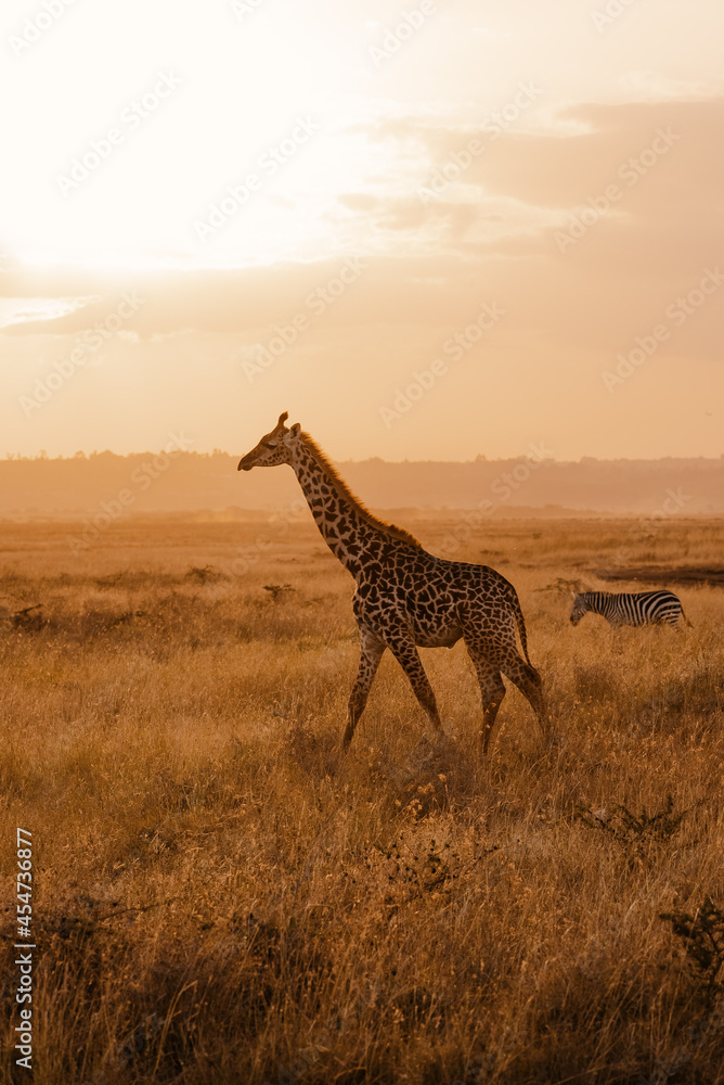 Giraffe walking at sunset 