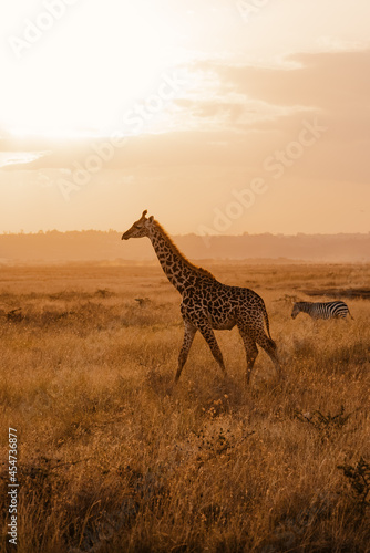 Giraffe walking at sunset 