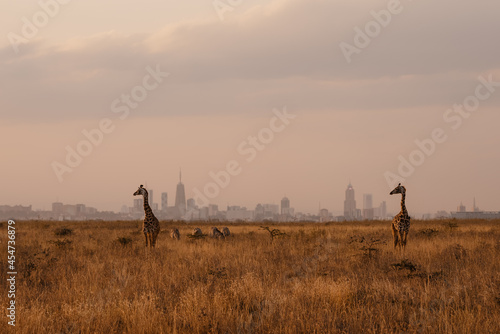 Giraffe standing in tall grass against Nairobi city skyline