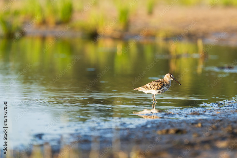 Green Sandpiper feeds along the shores, looking for food on beach of Baltic sea before autumn migrating to southern, autumn season in bird life. Wading bird during foraging Green Sandpiper feeds along the shores, looking for food on beach of Baltic sea before autumn migrating to southern, autumn season in bird life. Wading bird during foraging