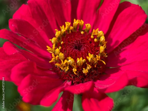 close up of a red zinnia